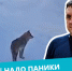 На прошлой неделе на Зеленой зоне на придомовой территории видеокамеры зафиксировали волка - 2Goroda.Ru