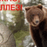 Охотничьи трофеи могут быть опасными - 2Goroda.Ru
